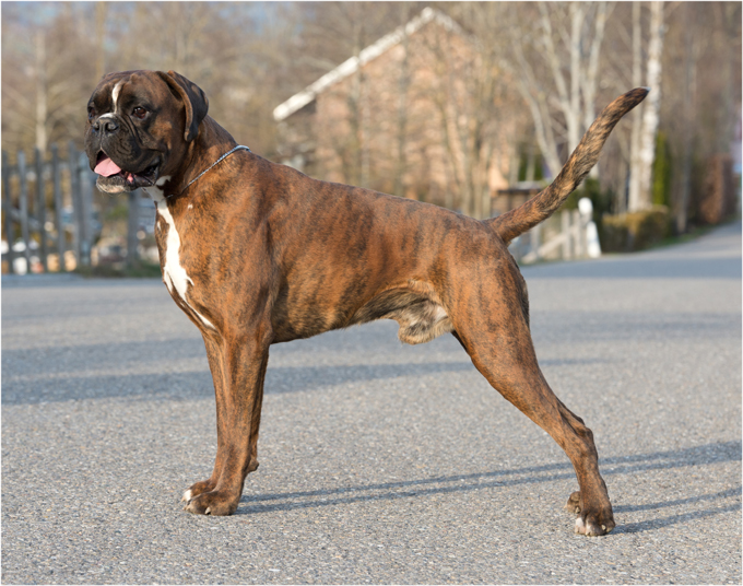 Nando v.d. Andreashöhe